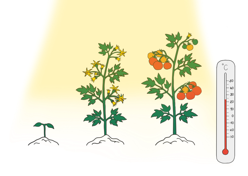 The Dos and Don’ts of Plant Temperature