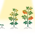 The Dos and Don’ts of Plant Temperature