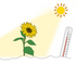 Hot or Cold? How Soil Temperature Affects Houseplants