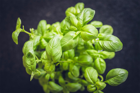 Basil seed - package of 10